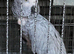 African grey for rehoming