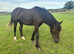 Shire X tb gelding youngster
