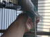 Stunning Exhibition Budgie for sale