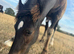 Welsh D x traditional cob to make 14.2hh