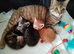 Beautiful 3 kitten's looking for a new home