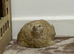 Italian Coturnix Quail hatching eggs