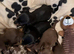 Beautiful Miniature Daschund