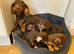 Gorgeous Chocolate Chiweenie Puppies - Ready Now
