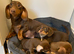 Gorgeous Chocolate Chiweenie Female - Ready Now