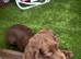 Cocker spaniel