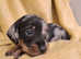 Kc wire-haired chocolate stud.