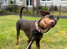 Adult Doberman
