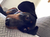 2 year old Dachshund to a good home