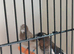 Adult bengalese finches for sale