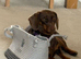Chocolate female Dachshund