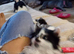 Girl kitten