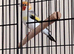 Syberian goldfinch