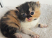 3 beautiful exotic kittens