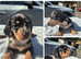 PRA CLEAR MINIATURE DACHSHUND PUPPIES