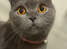 Female Scottish fold cat