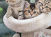 Chinchilla Scottish Fold/straight kittens