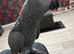 African grey for sale