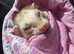 2 female ferrets