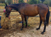 !15.1HH 12yr hack/project Tb!
