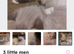 STUNNING RAGDOLL TREASURES