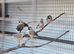 3 young Hecks