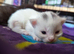 Kittens need new homes