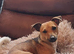 9 Month old Miniature Jack Russel looking for the forever home