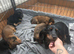 Beautiful Miniature Dachshund Puppies