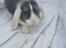 Baby rabbits mini lop