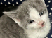 TABBY TUXEDO KITTENS FOR SALE