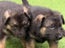 German Shepherd Puppies
