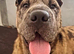7 months Friendly Giant