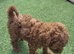 Toy poodle for sale