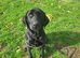 6 month old kc reg Male