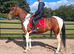 15 3-16hh rising 5 gelding