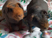 Skinny pig females