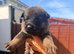 Belgian Sheppard malanois