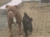 Beautiful peekapom x staffy