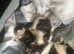 Mixed breed kittens