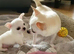 Hi I am for selling my little boy Bruno hi is all health in very good condition