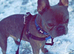 Brindle boy French bulldog