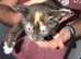 Mixed breed kittens
