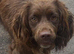 Cockapoo red puppies boy girls