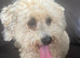 Poochon poodle cross bichon