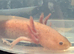 Copper axanthic Melanoid baby axolotl