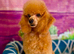Red Toy Poodle Boy