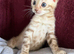 Pure Snow Lynx Bengal Girl, Ready Today!