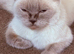 British shorthair female in neutered