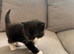 Beautiful Kittens for Sale